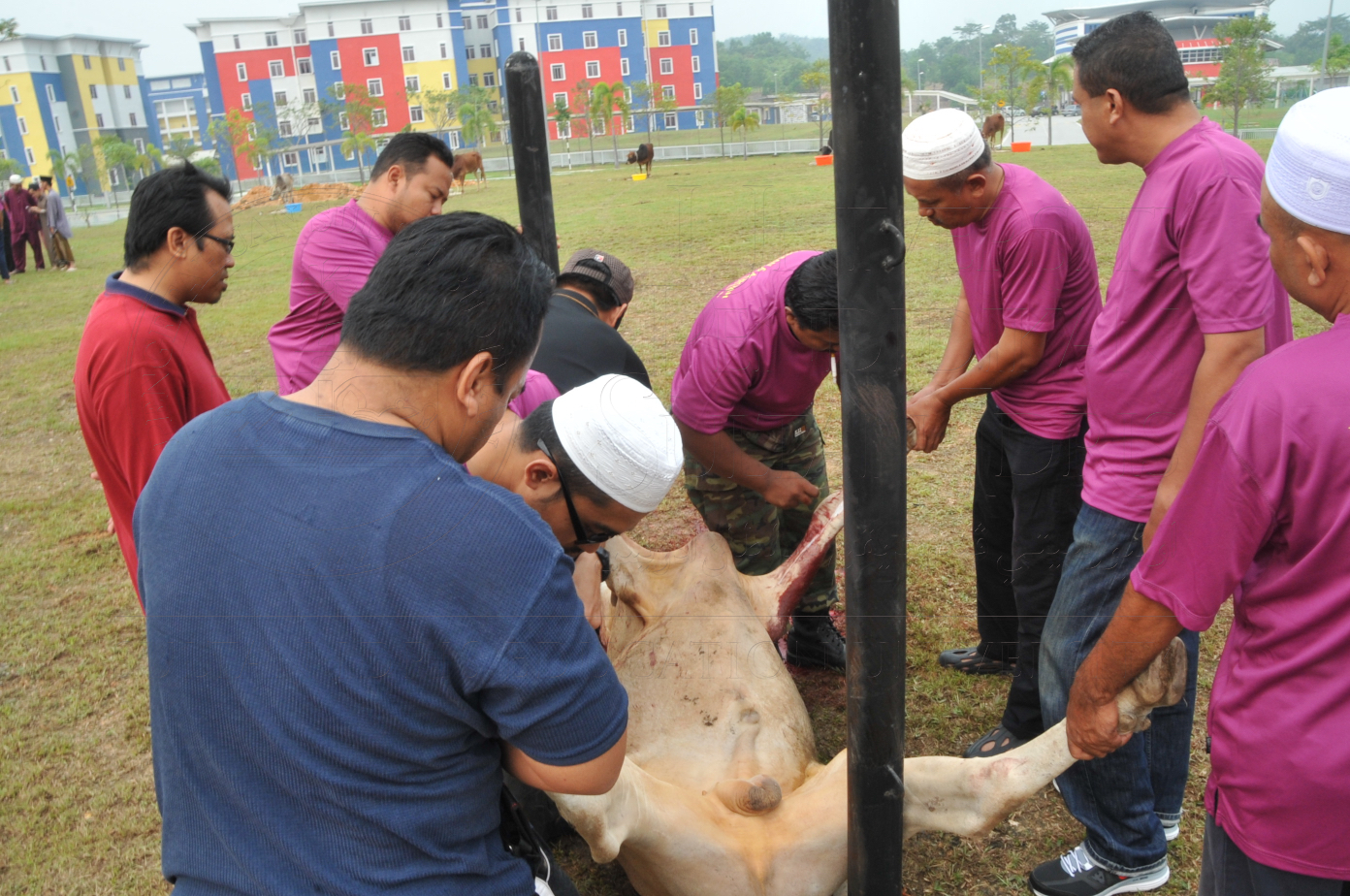 PRO15 150 KORBAN HAS 6760